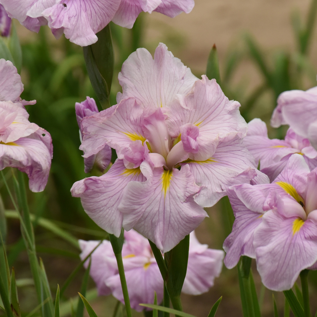 Iris ensata 'Pinkerton' - Horsford Gardens and Nursery